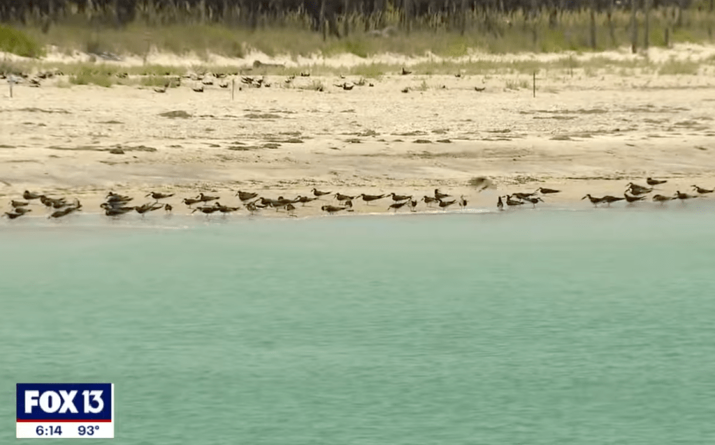 The shorebirds have gathered at the wildlife refuge to breed. 